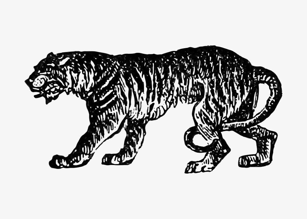 Vintage tiger illustration vector