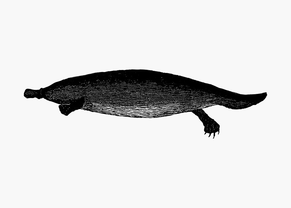 Duck-billed platypus illustration vector