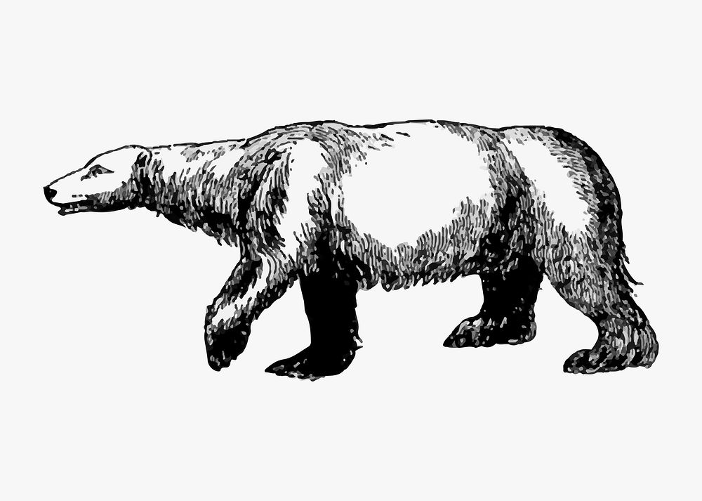Polar bear illustration vector