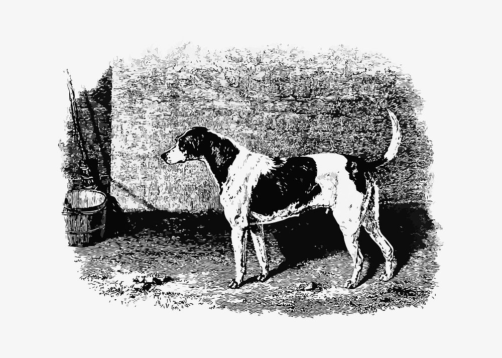 American foxhound illustration vector