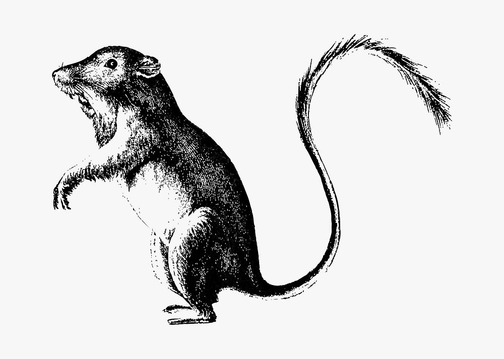 Perognathus animal illustration vector