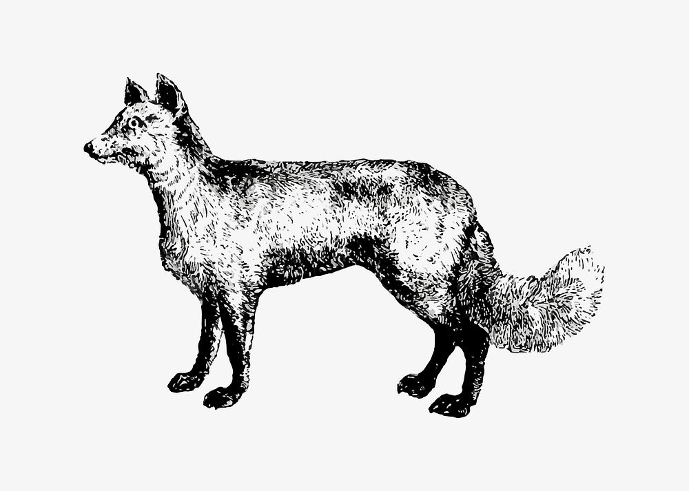 Mountain fox illustration vector