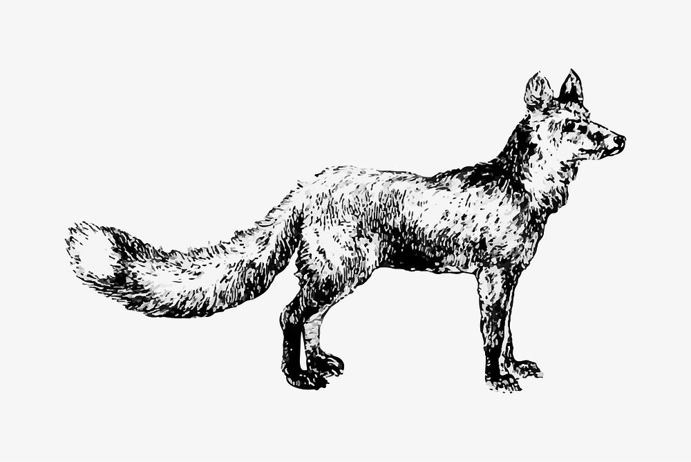 Cur fox illustration vector