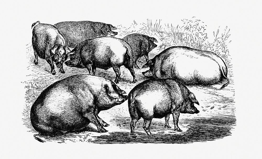 Majorcan pigs from The Balearic Islands illustrated by Louis Salvator (1897). Original from the British Library. Digitally…