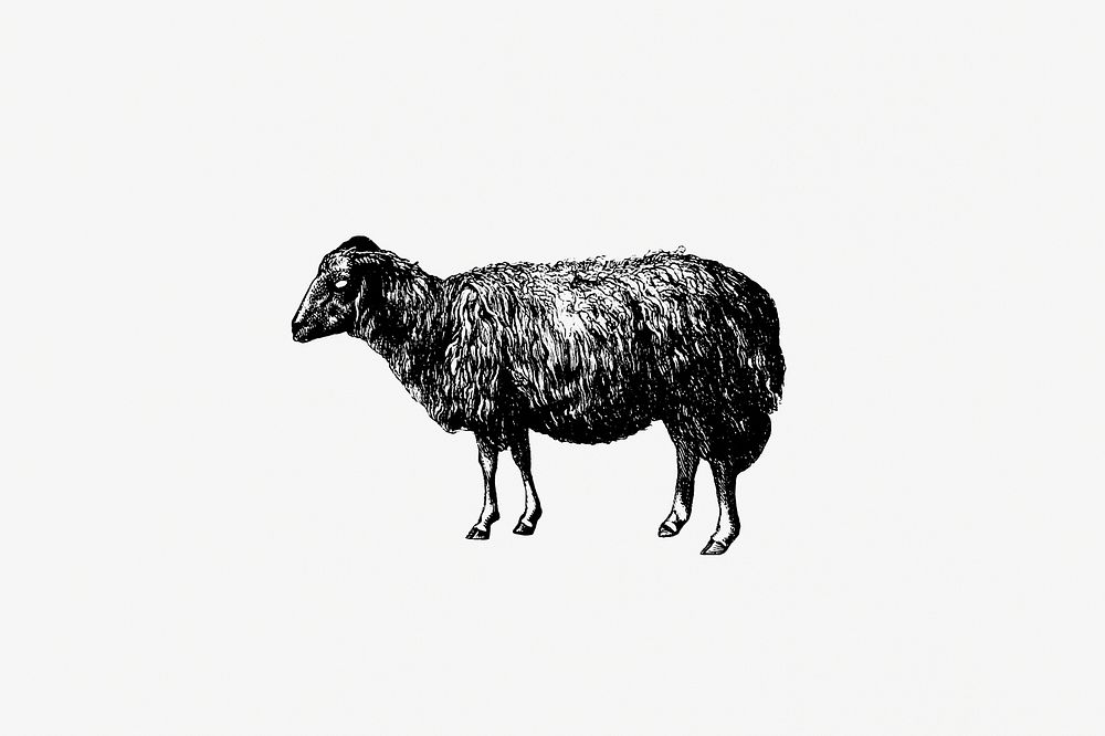 Drawing of a sheep