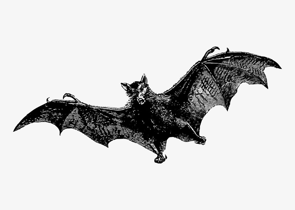 Flying bat illustration vector