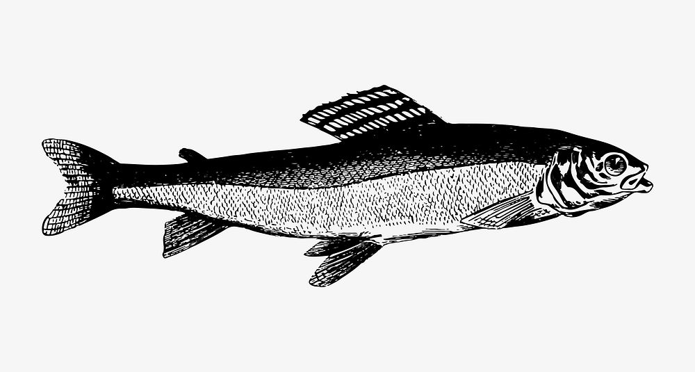 Grayling fish illustration vector