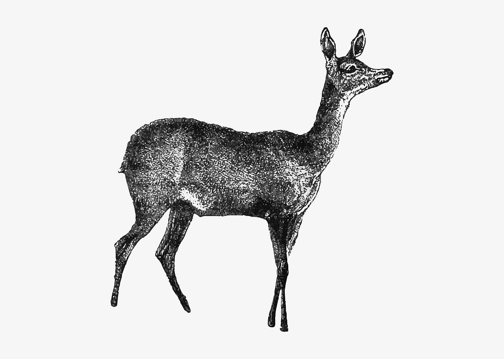 Fawn deer illustration vector