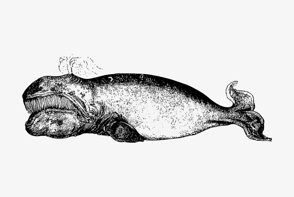 Vintage whale illustration vector