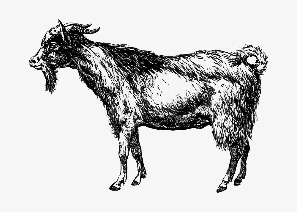 Rural goat illustration vector
