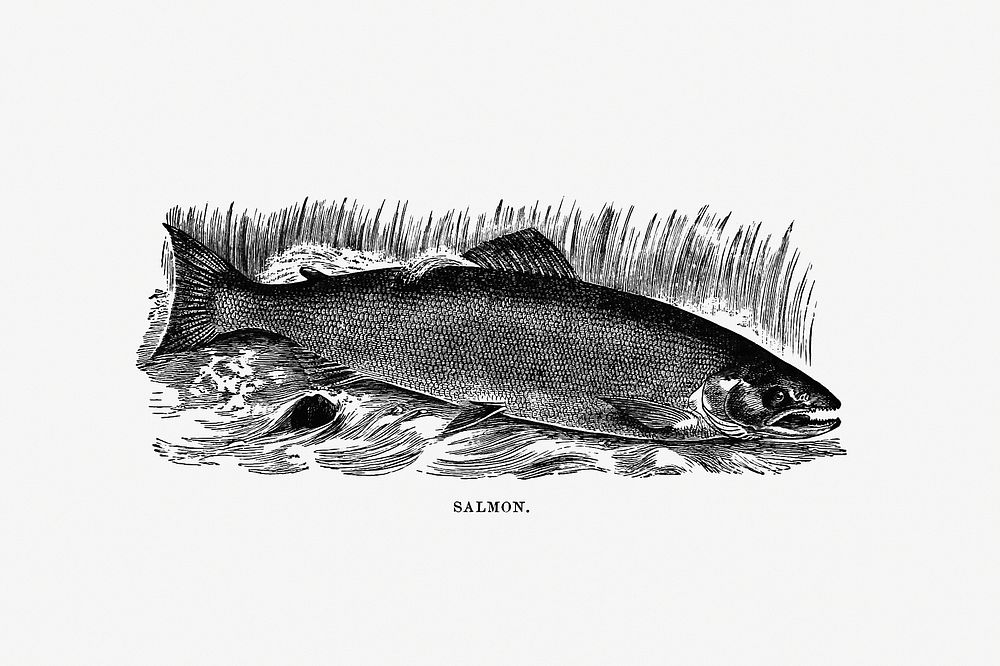 Salmon from Nimrod In The North, Or Hunting And Fishing Adventures In The Artic Regions published by Cassell & Co. (1885).…