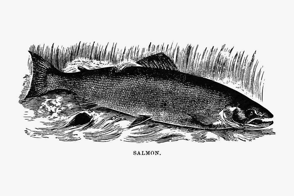 Vintage salmon illustration vector