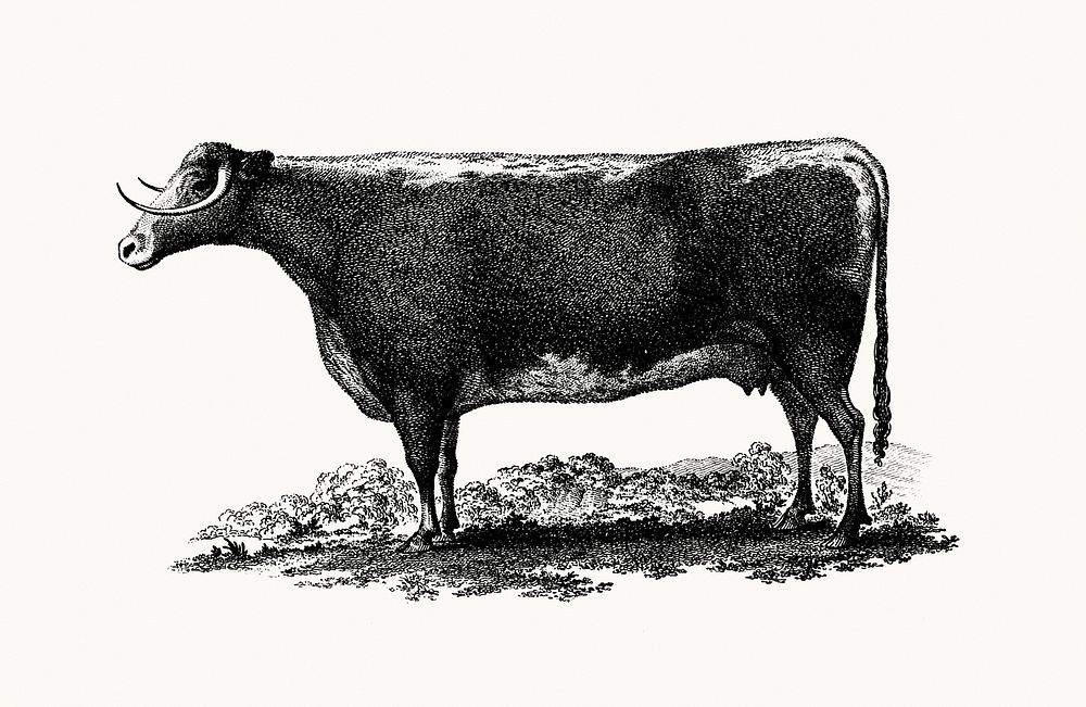 Vintage cow illustration. Original from British Library. Digitally enhanced by rawpixel.