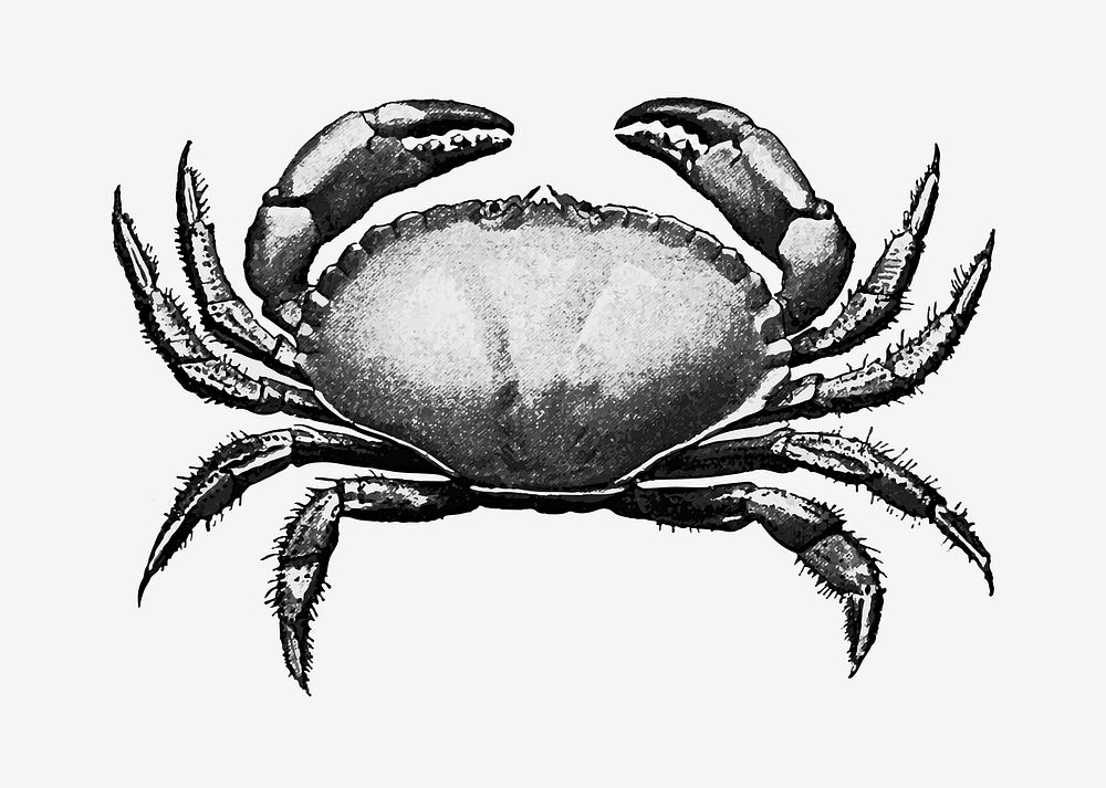 Vintage Victorian style crab engraving vector