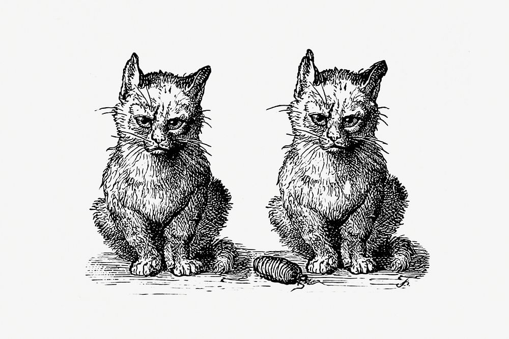 Vintage Victorian style cats engraving. Original from the British Library. Digitally enhanced by rawpixel.