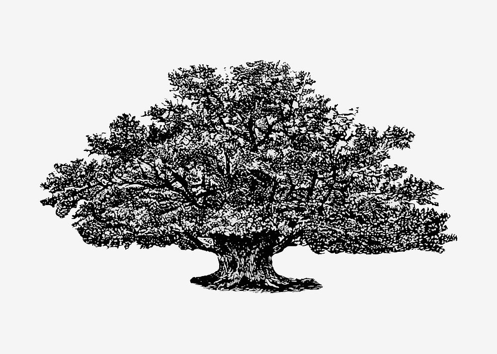 Vintage Victorian style tree engraving vector