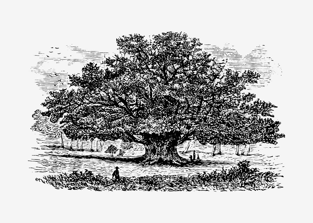 Vintage Victorian style tree engraving vector