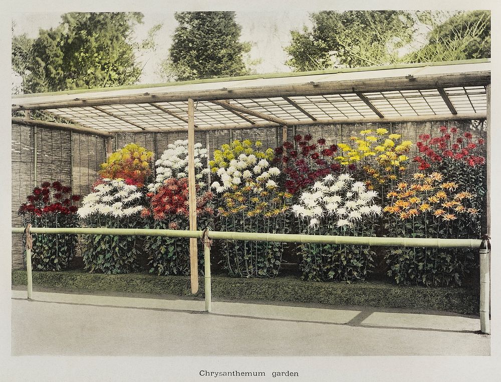 Chrysanthemum Garden, hand&ndash;colored collotype from Some Japanese Flowers (1896) by Kazumasa Ogawa. Original from the J.…