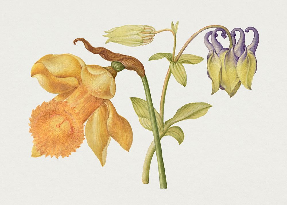 Daffodil and columbine flower psd