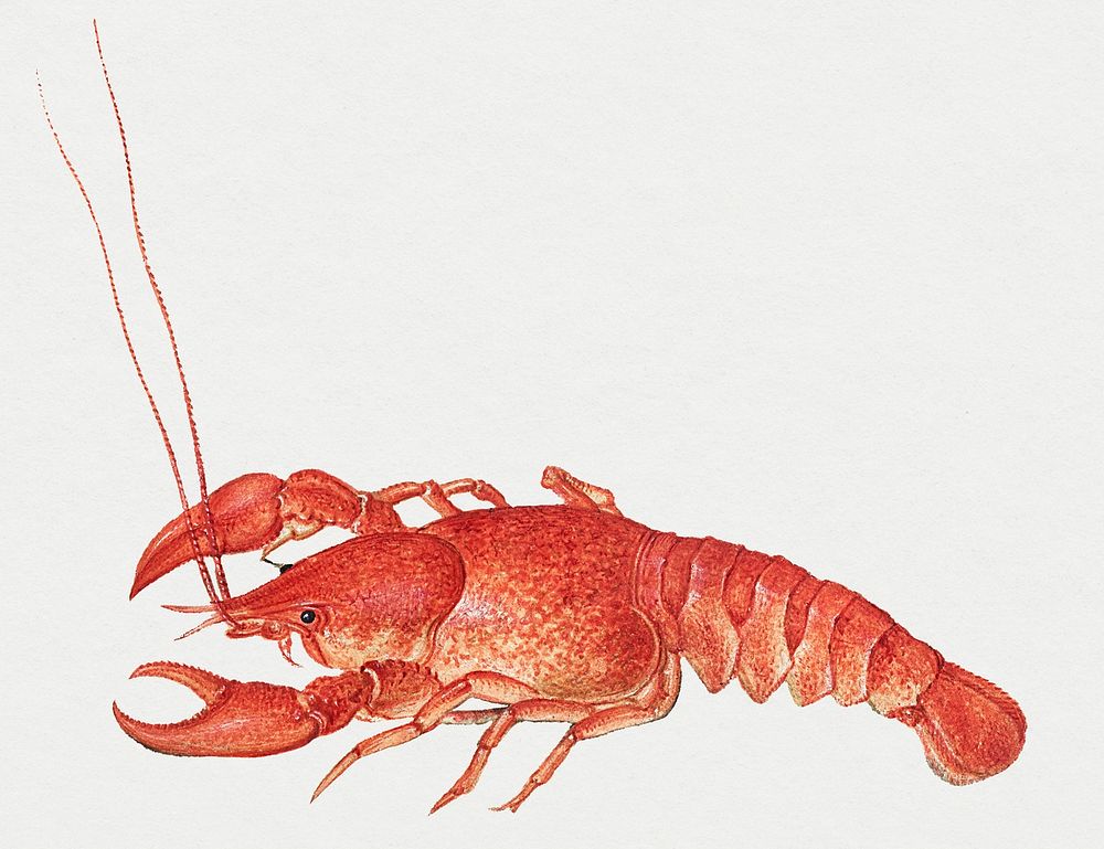 Vintage crayfish psd hand drawn 