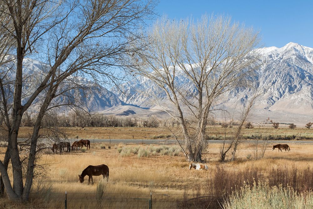 Horses grazing in a meadow between U.S. 395 and Lower Rock Creek Road north of Bishop in Mono County, California. Original…