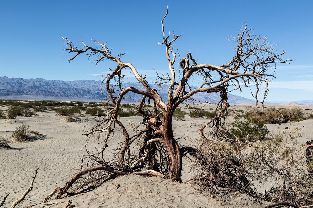 Scraggly tree in the sand at the Mesquite Flat Sand Dunes of Death Valley National Park in California. Original image from…