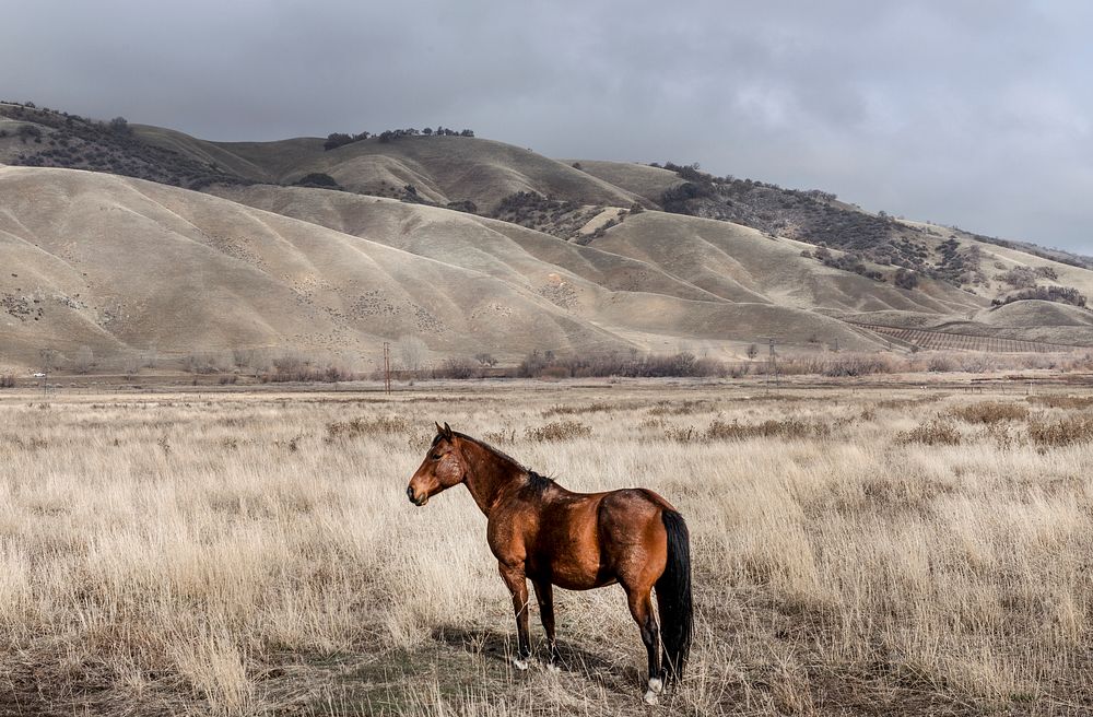 Trees on a ranch along Interstate 5 near California's Fort Tejon State Park. Original image from Carol M. Highsmith’s…