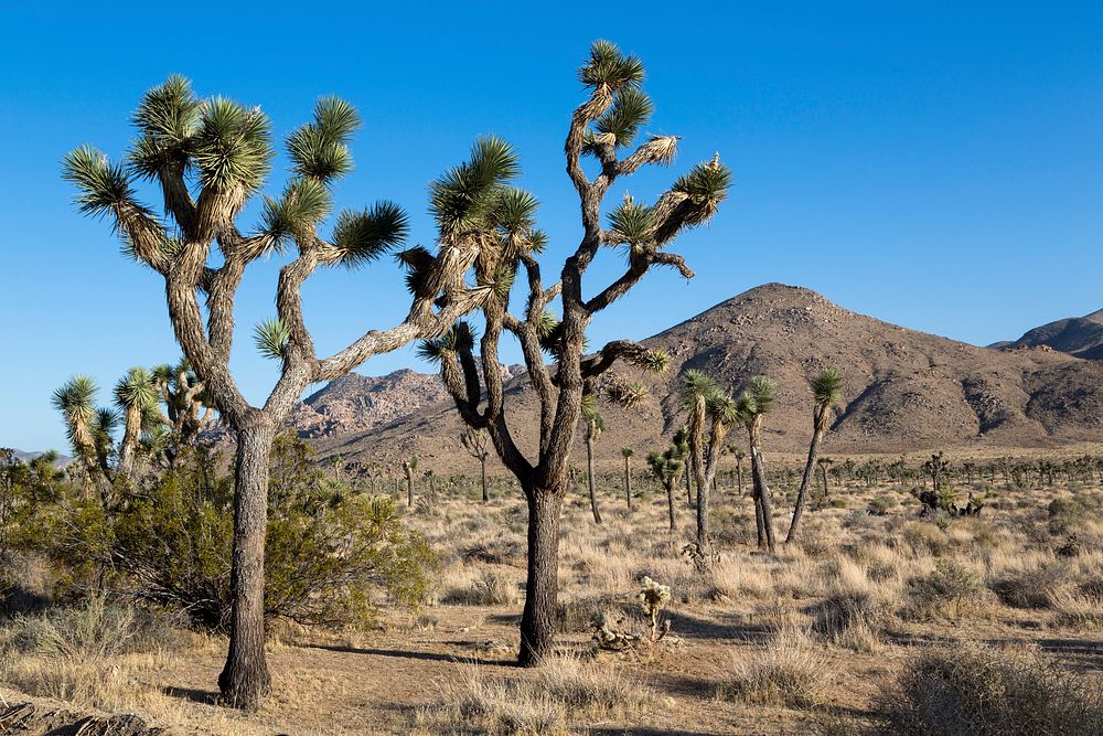 Joshua Tree National Park is located in southeastern California.