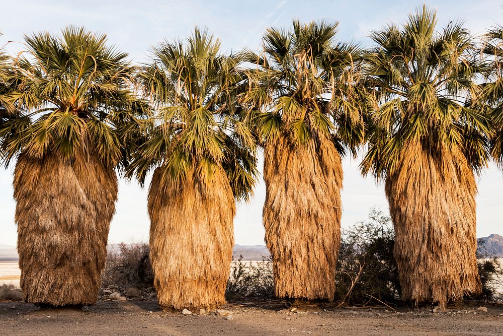 Four unusual palm trees at the Desert Studies Center at the tiny settlement of Zzyzx, near Baker and adjacent to the Mojave…