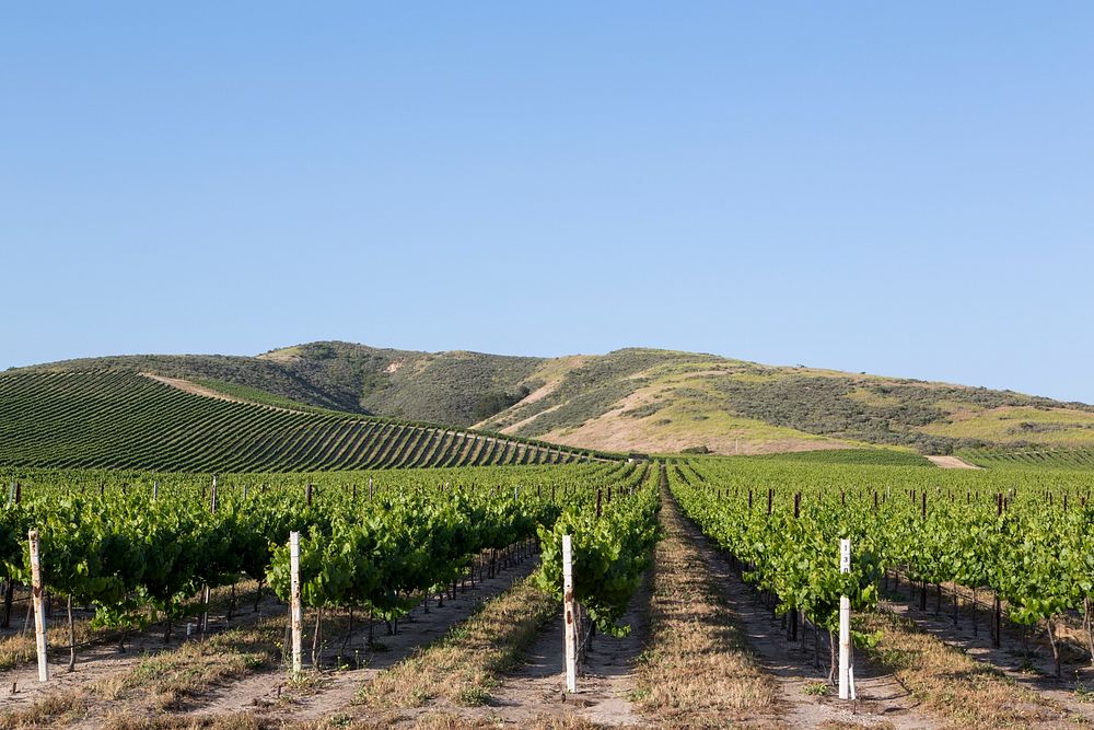 California vineyards. Original image from Carol M. Highsmith&rsquo;s America. Digitally enhanced by rawpixel.