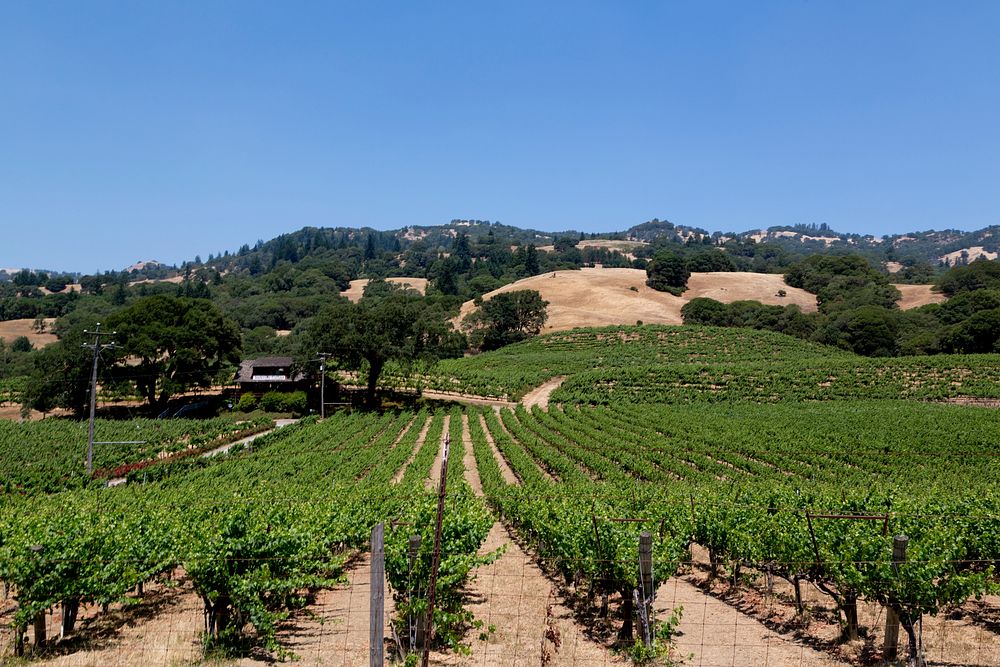 California Vineyards. Original image from Carol M. Highsmith&rsquo;s America. Digitally enhanced by rawpixel.