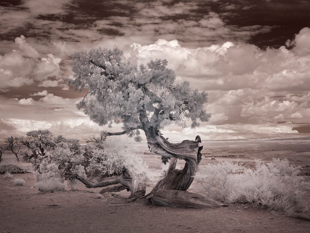 Infrared view of a twisted tree in the desert near the Salton Sea. Original image from Carol M. Highsmith&rsquo;s America.…