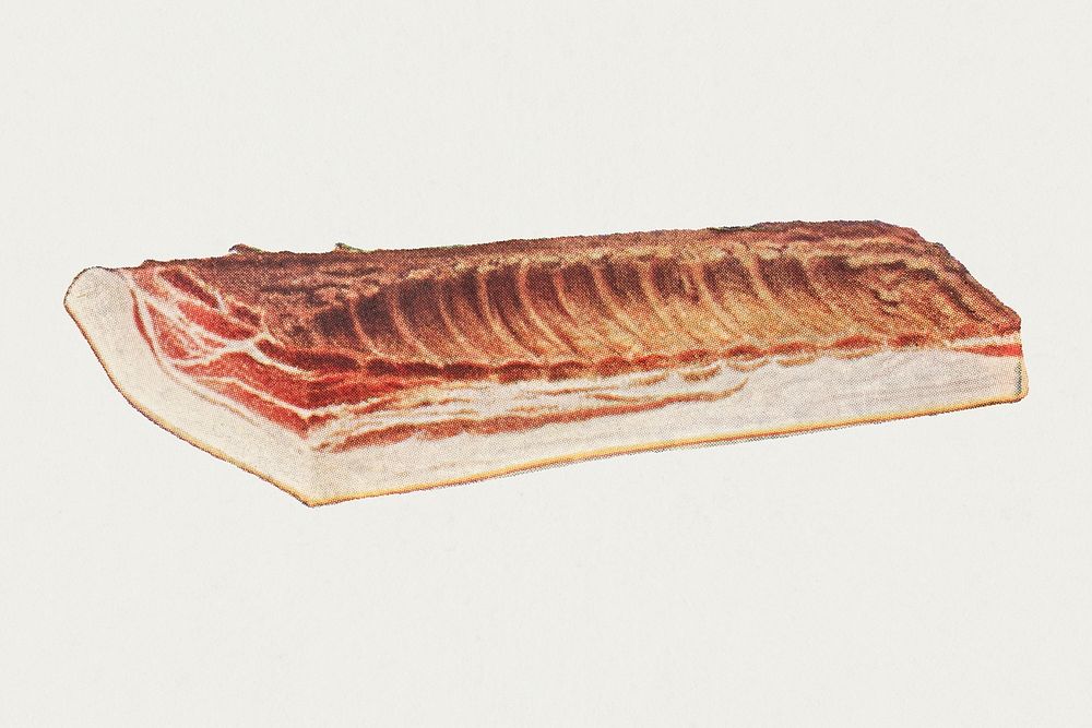 Vintage piece of prime back bacon illustration