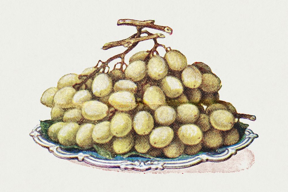 Vintage hand drawn muscat grapes design element