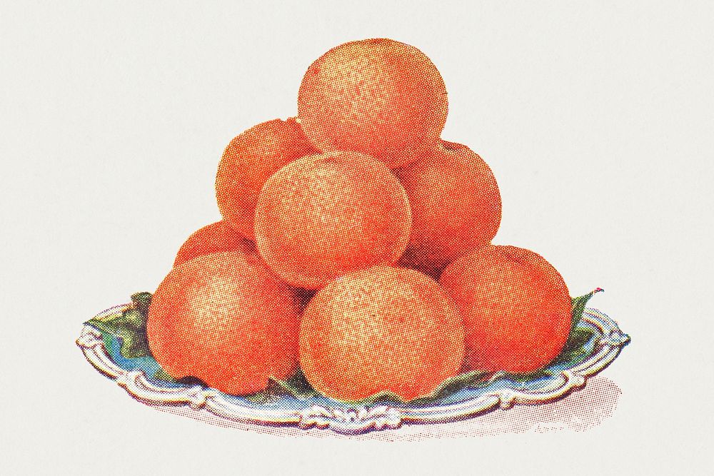 Vintage hand drawn oranges illustration