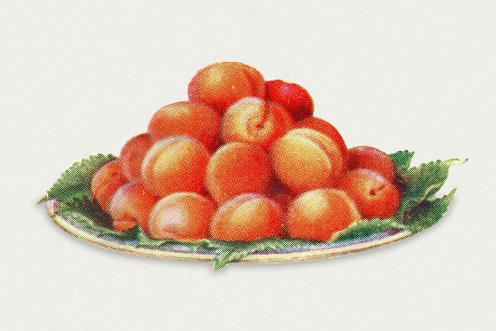 Vintage hand drawn apricots design element