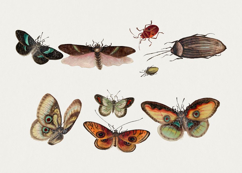 Psd butterflies, moth and insects vintage illustration set