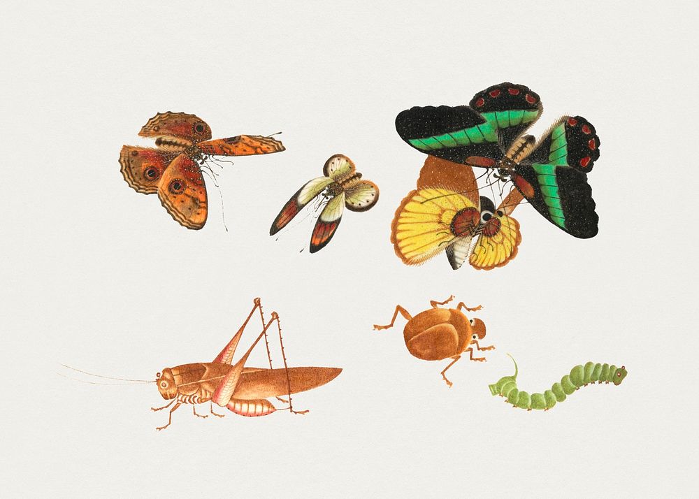 Butterflies, moth, grasshopper, caterpillar and bug psd vintage drawing collection