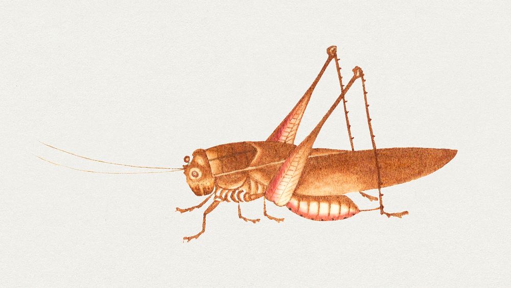 Brown grasshopper insect vintage drawing