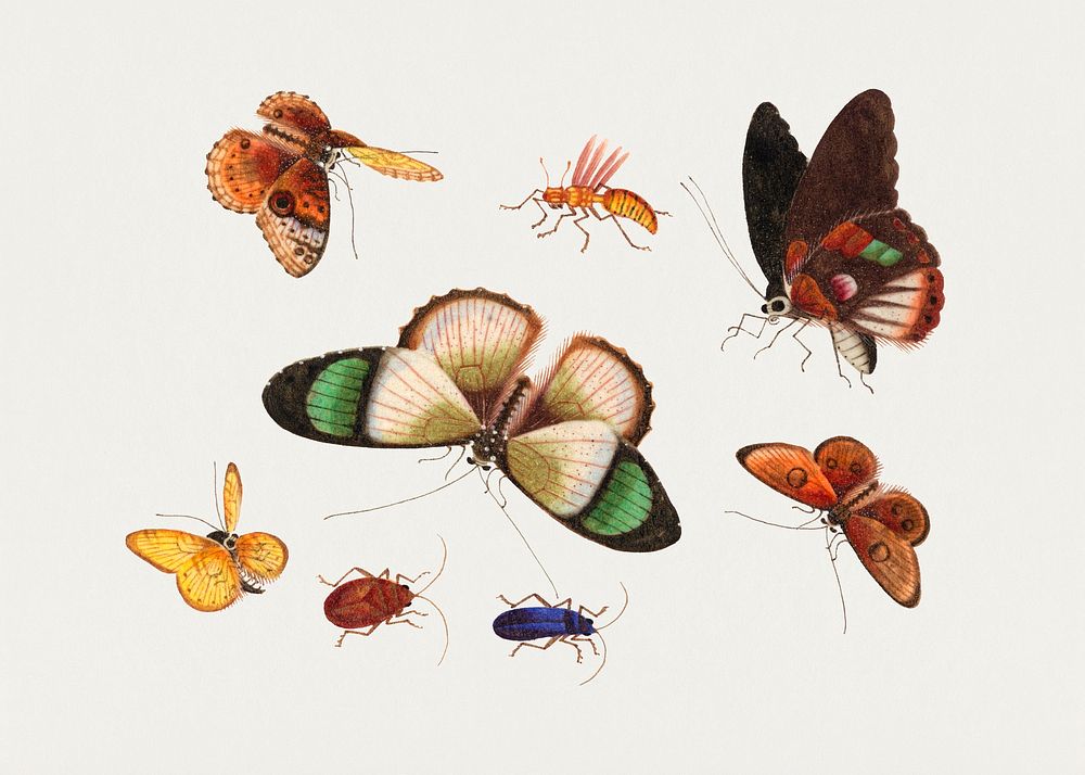Chinese insect drawing of five butterflies, two beetles and an insect from the 18th century. Original from The Smithsonian…