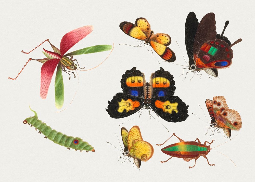 Butterflies, grasshopper, caterpillar and bug psd vintage drawing collection