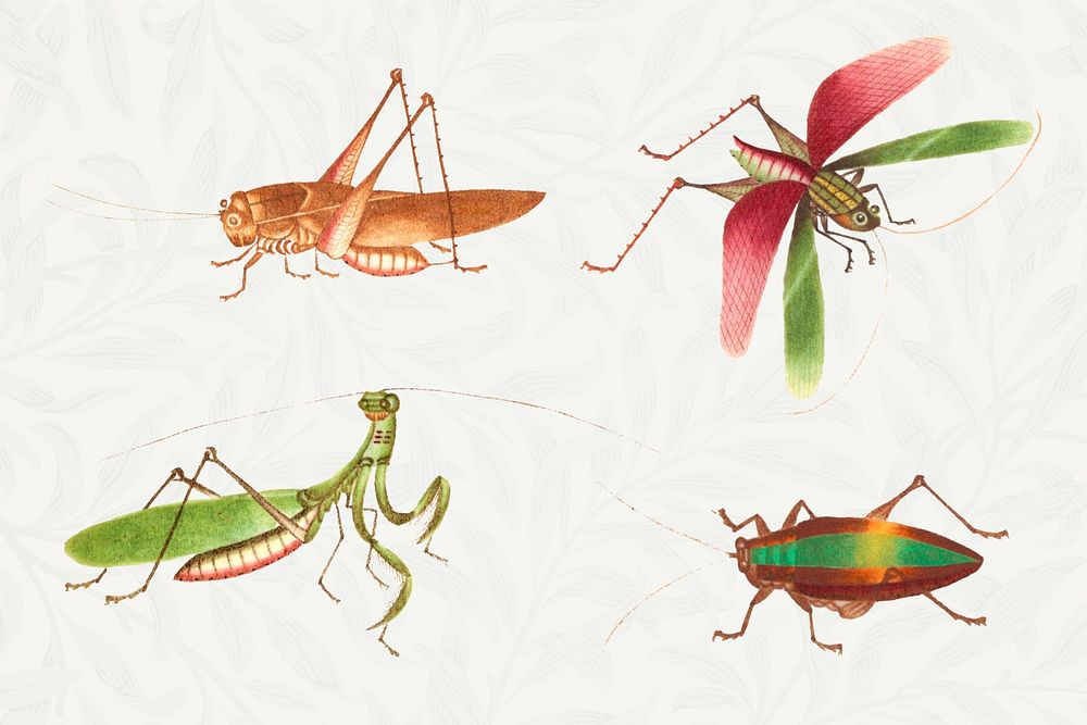 Grasshoppers and bug vintage psd illustration set