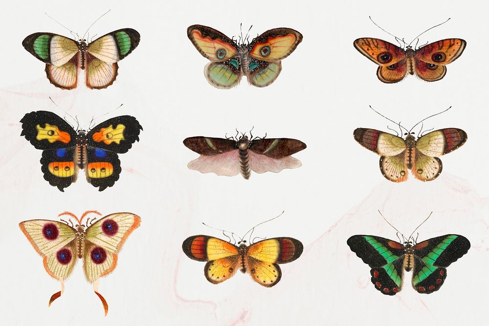 Moths and butterflies psd vintage drawing collection