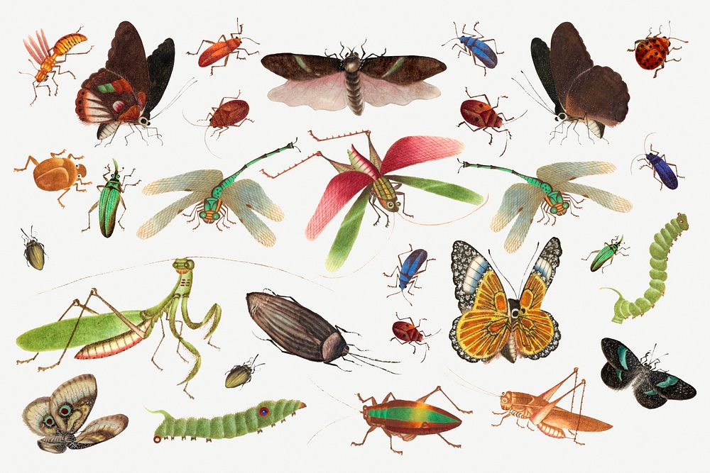 Butterflies, grasshoppers and insects psd vintage illustration set