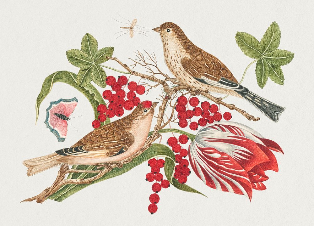 The 18th century illustration of  two brown birds on a branch with tulip, berries, and insects. Original from The…