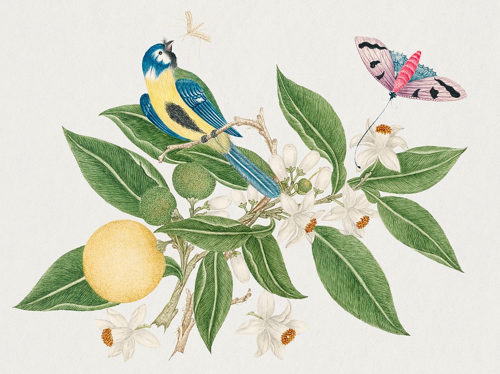 The 18th century illustration of a bird on an orange branch with butterfly. Original from The Smithsonian. Digitally…