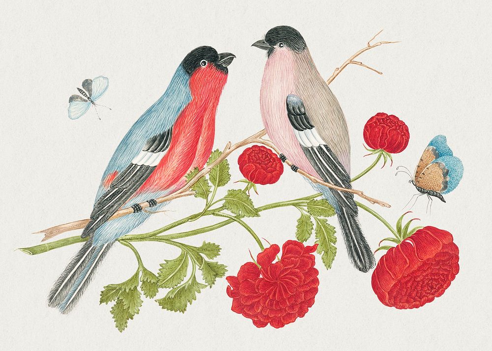 The 18th century illustration of pair of birds on a branch with roses and butterflies. Original from The Smithsonian.…