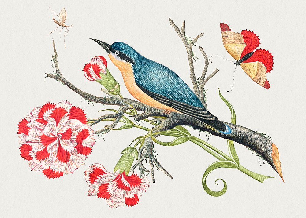 The 18th century illustration of a blue bird on a branch with carnations and insects. Original from The Smithsonian.…