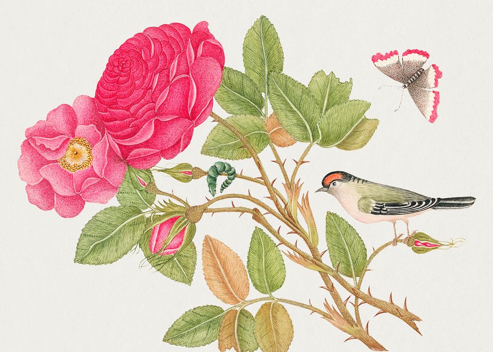 The 18th century illustration of a small red headed bird on rose branch. Original from The Smithsonian. Digitally enhanced…