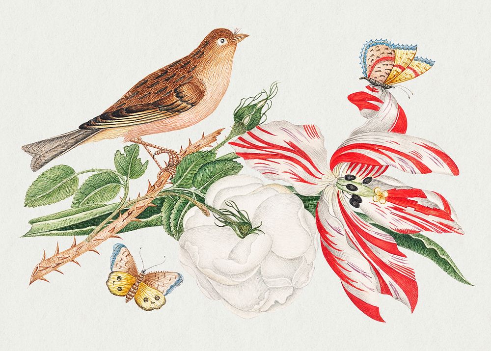 The 18th century illustration of a brown bird on a branch with rose, tulip, and insects. Original from The Smithsonian.…